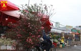 Đào Nhật Tân nở sớm, tràn ngập chợ hoa Quảng Bá